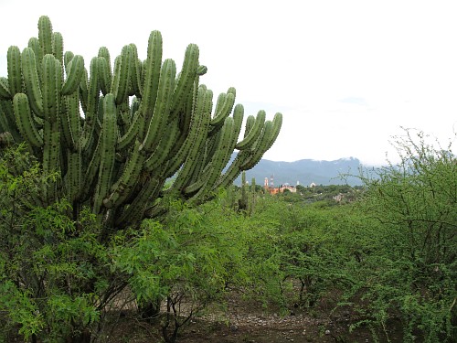 A large cactus. In the distance: Ajalpan.