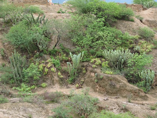 Large cactuses growing on the slope of an arroyo.