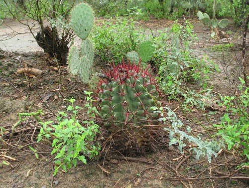 An oval shaped cactus with beautiful dark red spines.