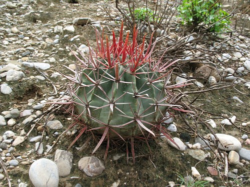 A large, round cactus with red spines.