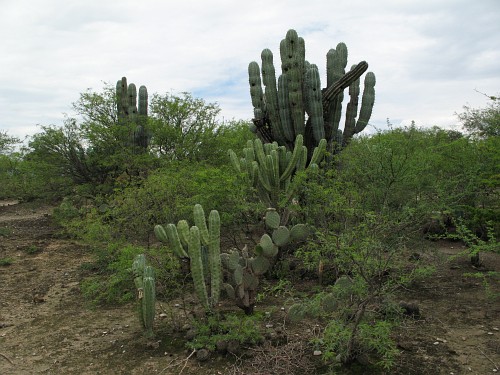 Surroundings near Ajalpan: cactuses and shrubs.