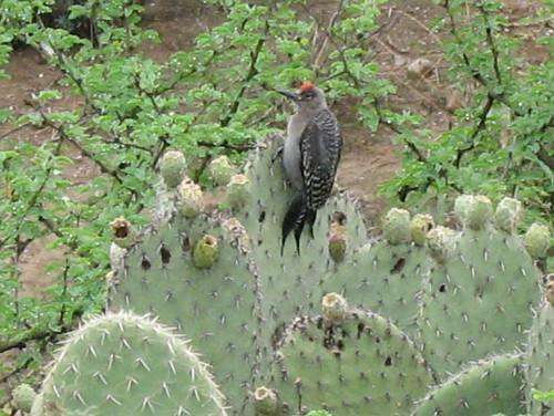A woodpecker resting on a cactus stem of a prickly pear (Opuntia sp.).