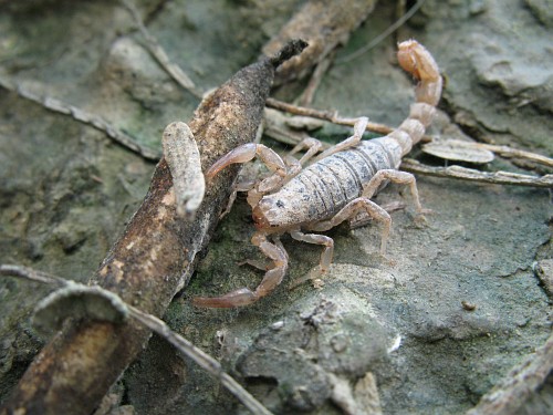 A small mud covered scorpion (Vaejovis species).
