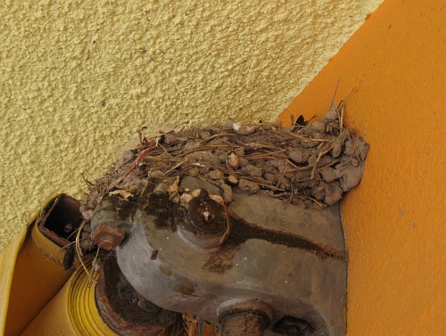 Nest of the Barn Swallow (Hirundo rustica ssp.).