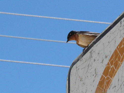 A Barn Swallow (Hirundo rustica ssp.) resting on top of a traffic sign.