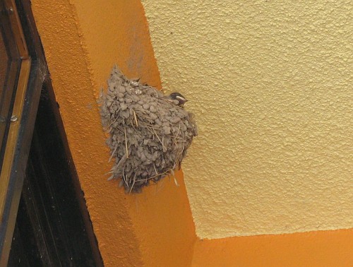 A bird's nest, probably a Barn Swallow's nest, attached to a wall of a house.