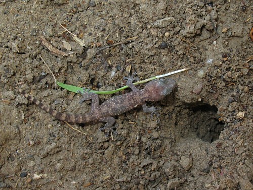 A juvenile gecko on the soil of its uncovered hiding place.