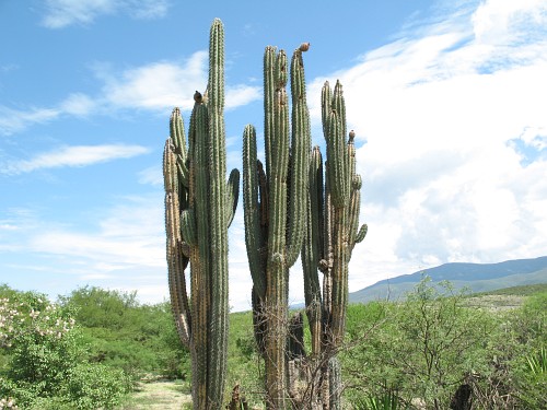 A large cactus species against the bright sky.