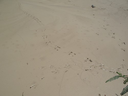 Mud with bird tracks.
