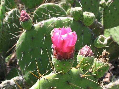 The pink flower of a Prickley Pear cactus (Opuntia species).