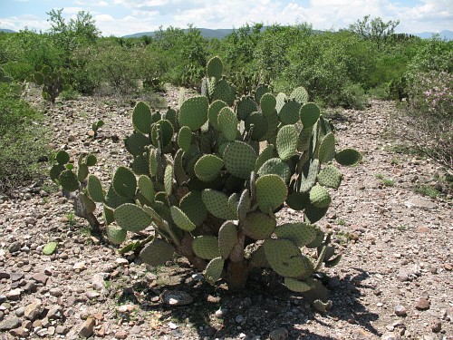 A Prickley Pear cactus (Opuntia species).