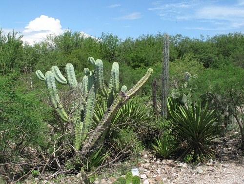 Several cactus species growing close to each other.