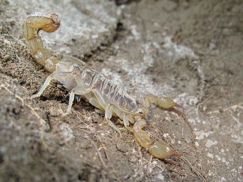 Close-up of a scorpion (Vaejovis sp.).