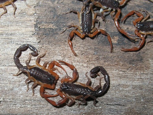 Close up of a group of second instar Centruroides gracilis.