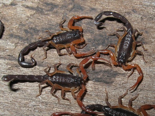 Close up of a group of second instar Centruroides gracilis.