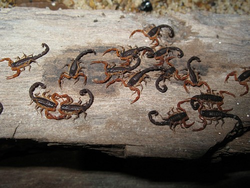 Sixteen 2nd instar scorpions (Centruroides gracilis).