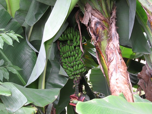 Banana plant with fruit growing to the side of the road.