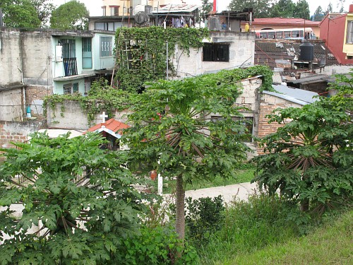 Papaya plants (Carica papaya) growing on a slope.