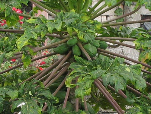 A papaya plant with fruit.