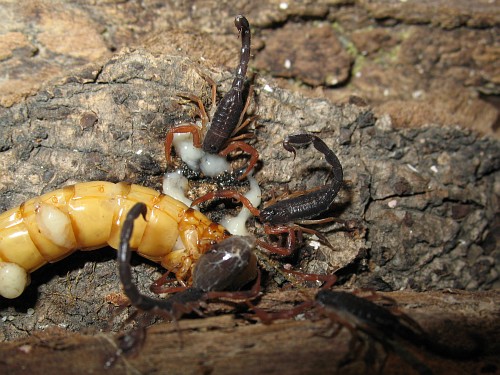 Several 2nd instar scorpions diving in...