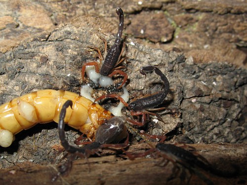 rhinoceros beetle larvae stages 2nd instar