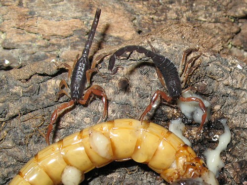 One juvenile scorpion (right) using its tail to scare away a sibling.
