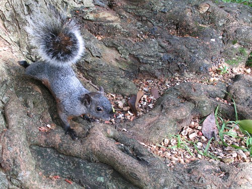 Mexican gray squirrel (Sciurus aureogaster) on a tree root.