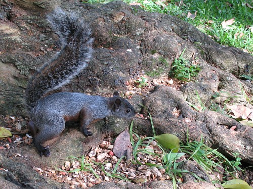 Mexican gray squirrel (Sciurus aureogaster) on a tree root.
