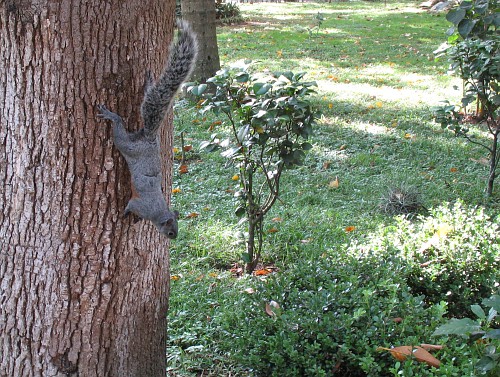 Mexican gray squirrel (Sciurus aureogaster) on a tree, going down.