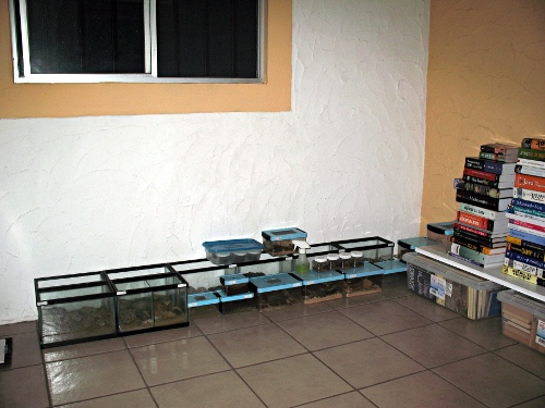 Terrariums, each holding a scorpion, in my office.