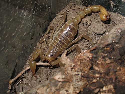 Adult female Vaejovis cf. punctatus.