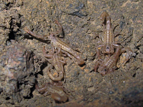 Five Vaejovis cf. punctatus scorpion babies.