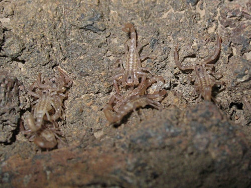 Six Vaejovis cf. punctatus scorpion babies.