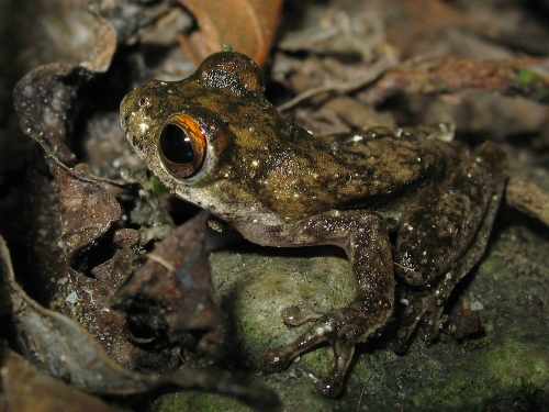 Photo I took of a tree frog in a barranca near Pinoltepec.