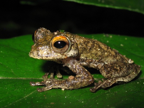 Same tree frog as above, now resting on a leaf.