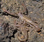 Two Vaejovis cf. punctatus scorpion babies.