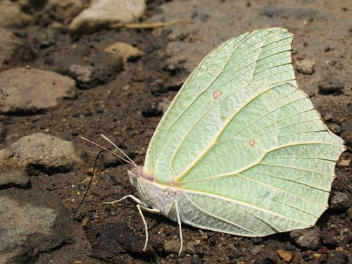 White Angled-Sulphur (Anteos clorinde), ventral