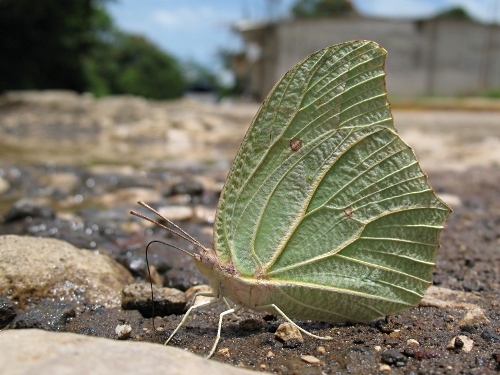 White Angled-Sulphur (Anteos clorinde), ventral