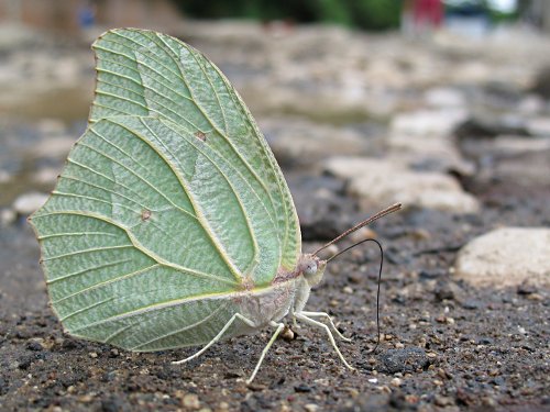 White Angled-Sulphur (Anteos clorinde), ventral