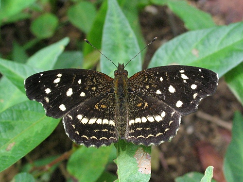 Ardys Crescent, Anthanassa a. ardys (Hewitson, 1864), dorsal.