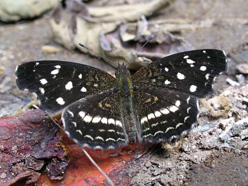 Ardys Crescent, Anthanassa a. ardys (Hewitson, 1864), dorsal on dead flower.