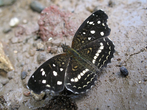 Ardys Crescent, Anthanassa a. ardys (Hewitson, 1864), resting on mud.