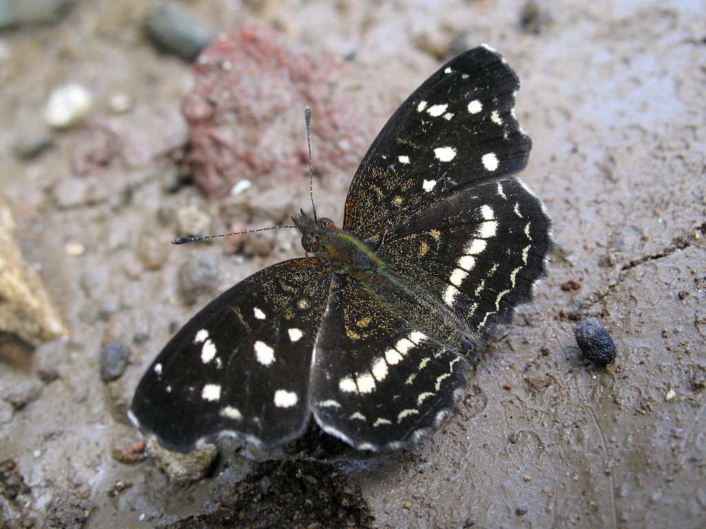 Ardys Crescent, Anthanassa a. ardys (Hewitson, 1864), resting on mud