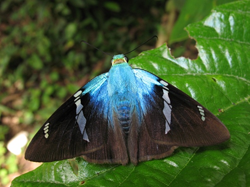 Two-barred Flasher (Astraptes "fulgerator azul", Reakirt 1867, complex) resting on a coffee plant leaf.