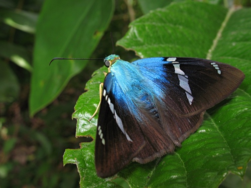 Two-barred Flasher (Astraptes "fulgerator azul", Reakirt 1867, complex) resting on a coffee plant leaf.