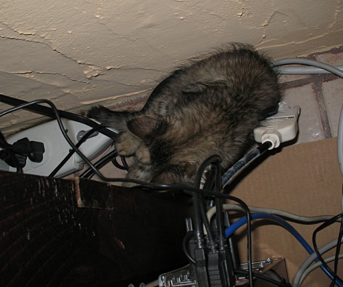 Kitten sleeping next to a Dell computer.