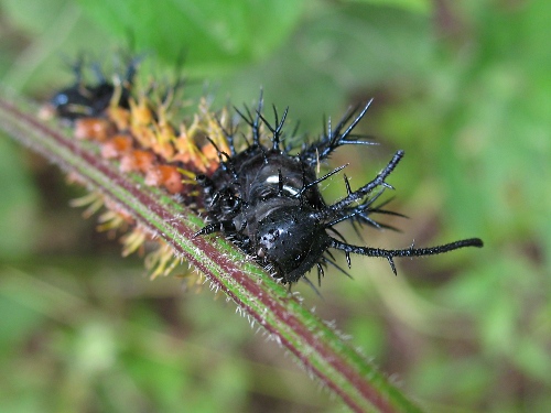 A caterpillar up close.