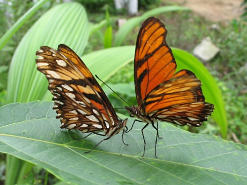 Juno longwing, Dione juno huascuma, couple courting (male right).