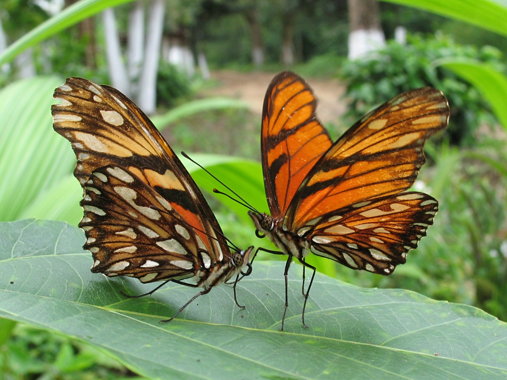 Juno longwing, Dione juno huascuma, couple courting (male right).