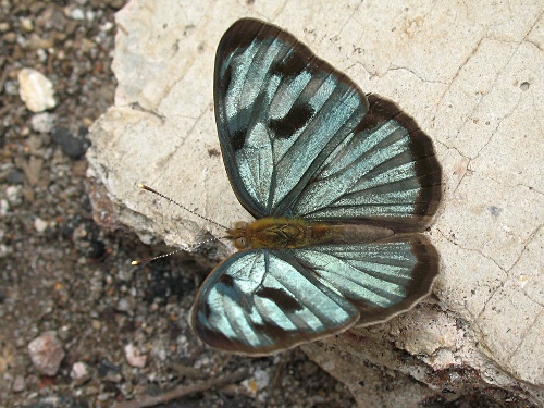 Mexican Sailor (Dynamine postverta mexicana, d'Almeida, 1952), male, dorsal.